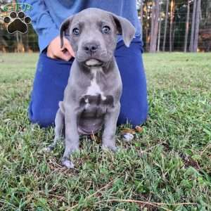 Darla, Cane Corso Mix Puppy